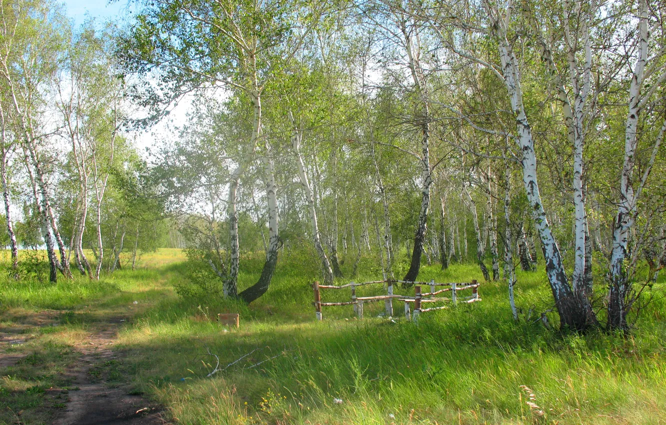 Photo wallpaper forest, summer, nature, birch, Kazakhstan, reserve, all aregba, forestry