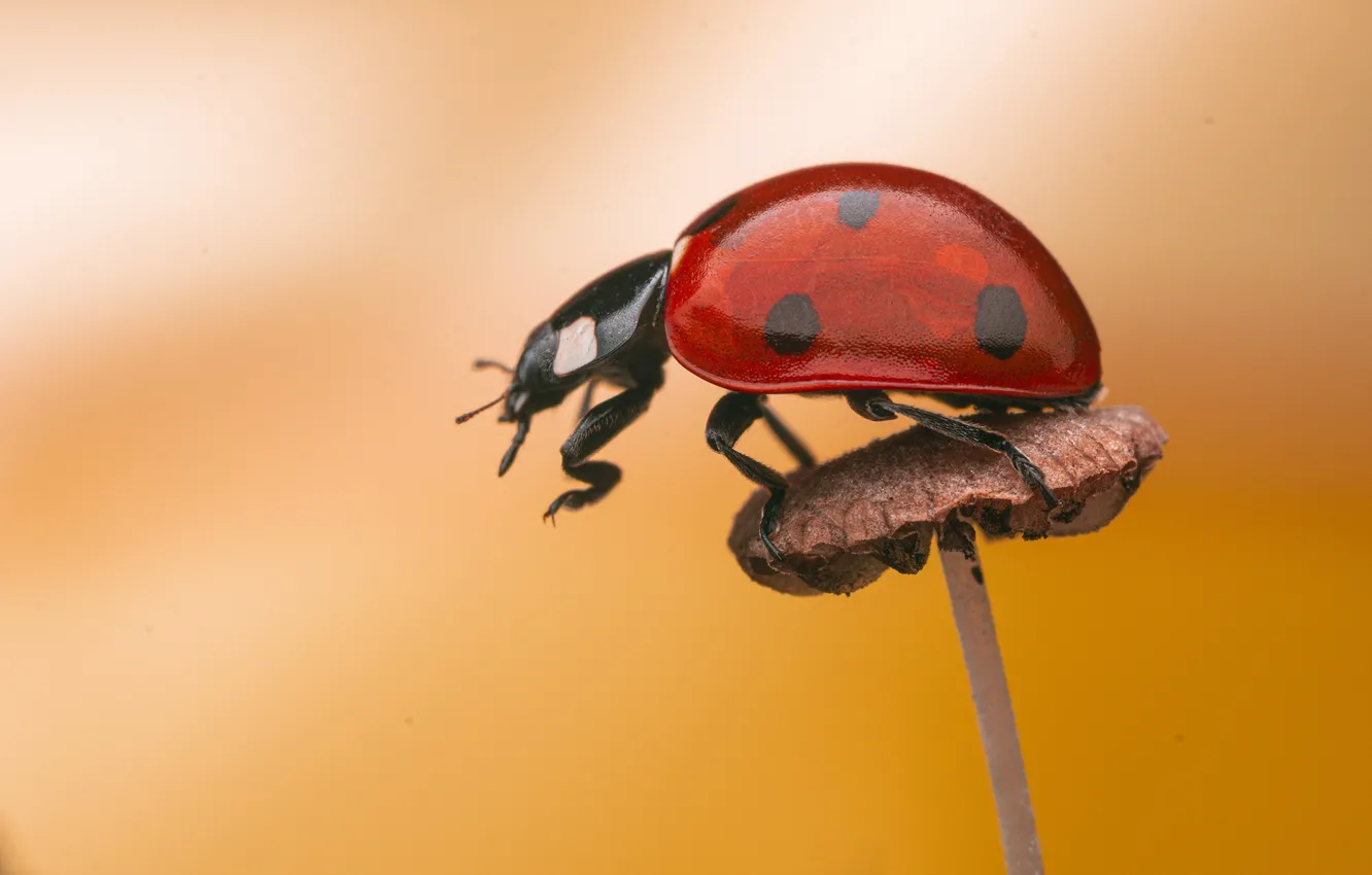 Photo wallpaper macro, mushrooms, ladybug, beetle, yellow background, bokeh, toadstool
