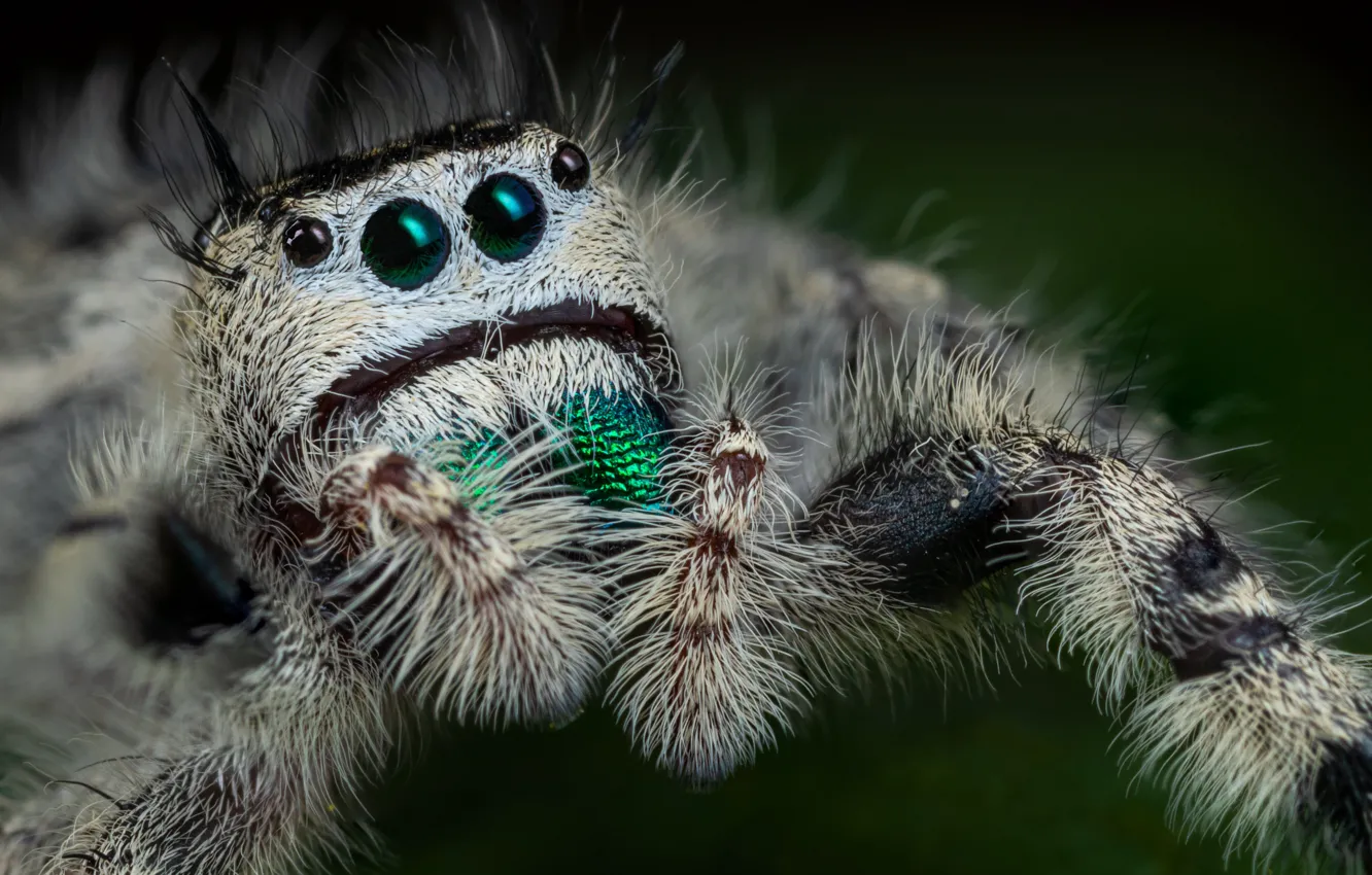 Photo wallpaper look, macro, spider, green background, gray, jumper, spider, jumping spider