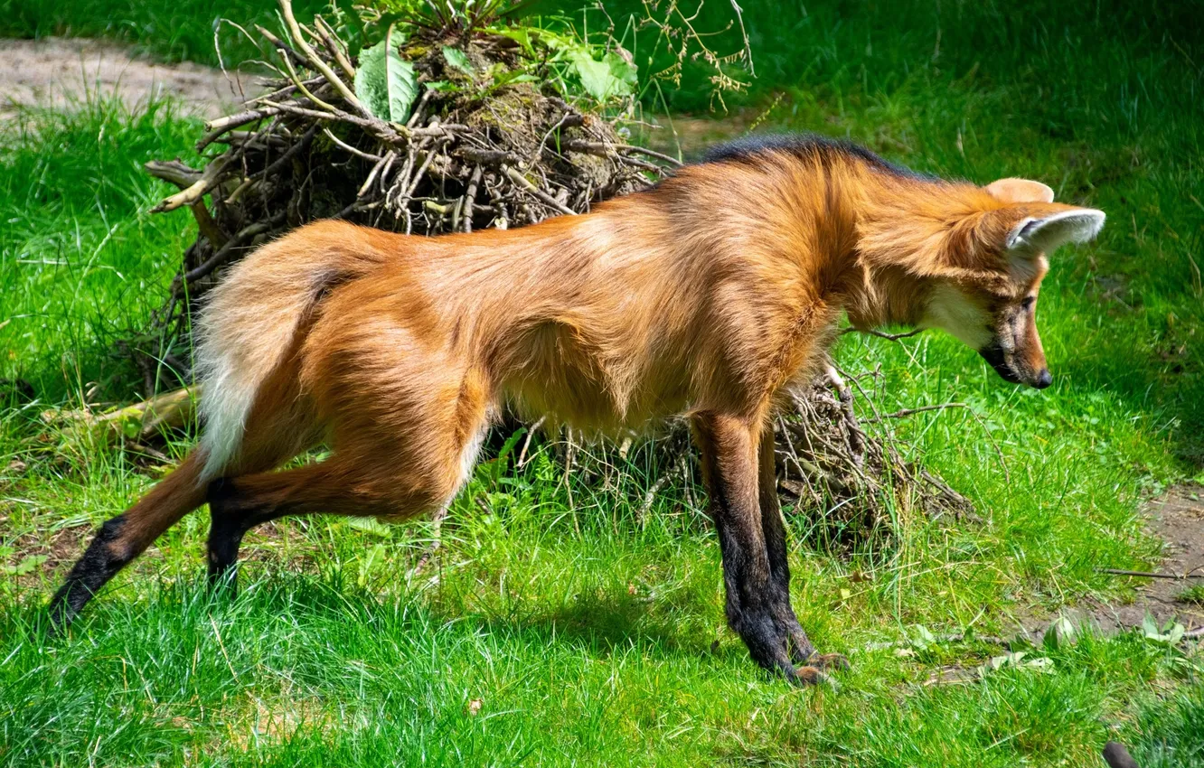 Photo wallpaper fox, animal, wildlife, South America, Maned wolf