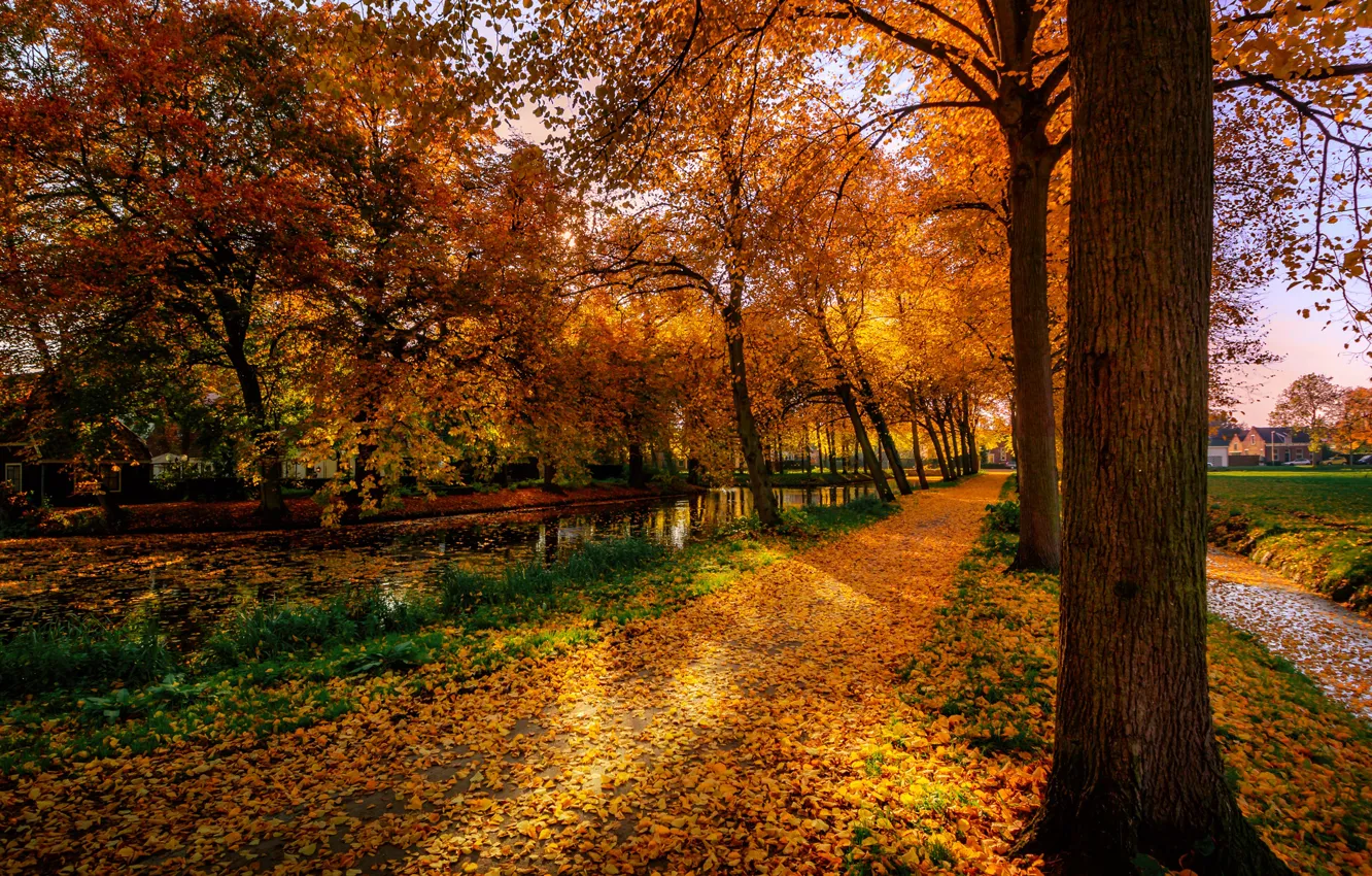 Photo wallpaper autumn, leaves, trees, yellow, Park, home, track, Netherlands
