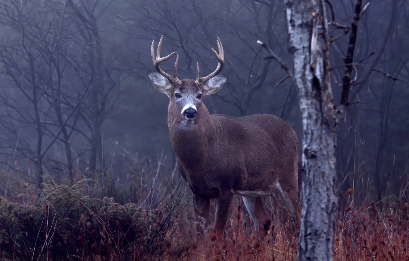 Photo wallpaper forest, grass, trees, nature, deer, horns, Canada, bokeh