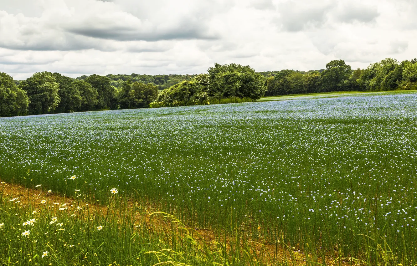 Photo wallpaper greens, field, summer, the sky, grass, clouds, trees, flowers