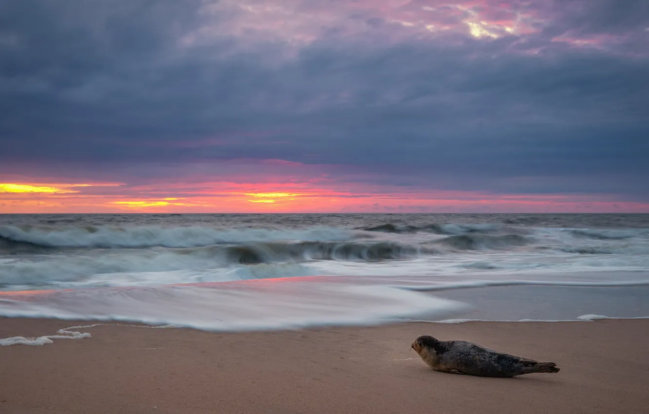 Photo wallpaper sea, wave, beach, the sky, clouds, sunset, shore, seal