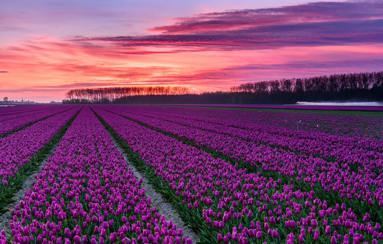 Photo wallpaper clouds, glow, tulips, Netherlands, plantation