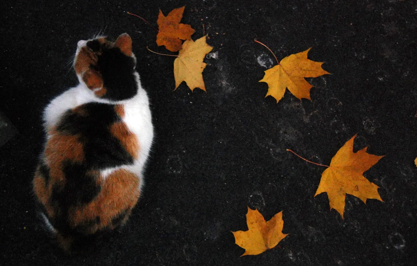 Photo wallpaper autumn, cat, leaves, Tri-color