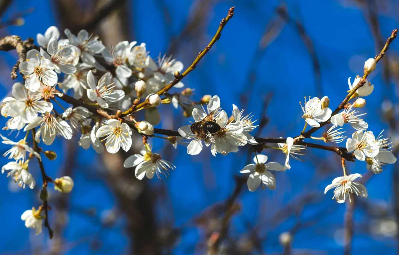 Photo wallpaper the sky, light, flowers, branches, cherry, blue, bee, OSA