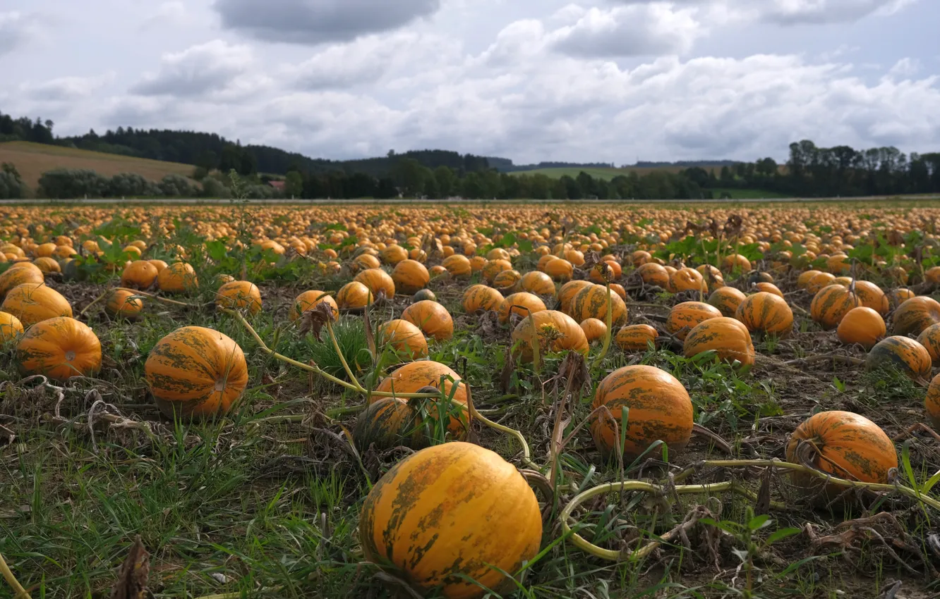 Photo wallpaper field, autumn, the sky, grass, harvest, pumpkin, Bakhcha