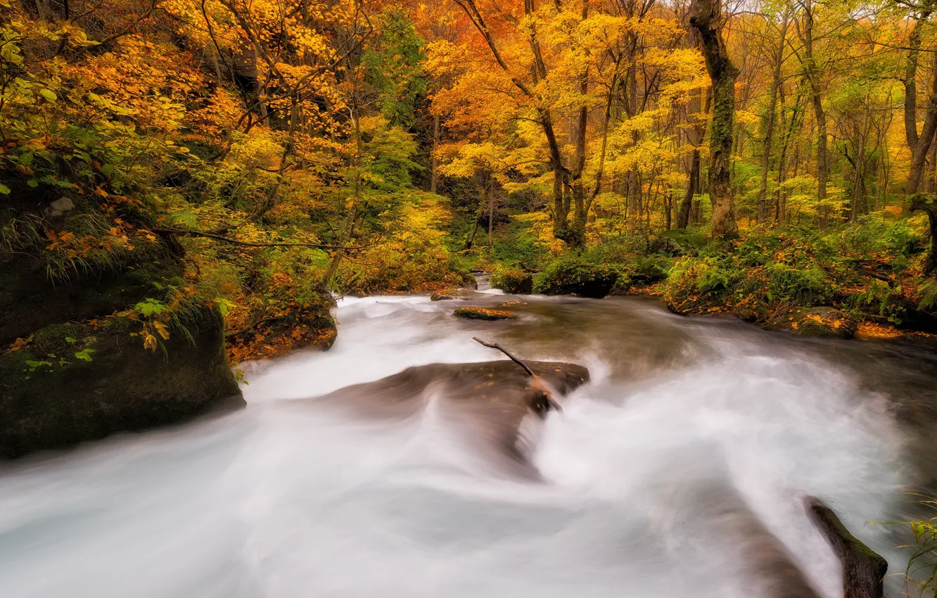 Photo wallpaper autumn, forest, leaves, trees, branches, river, stones, shore