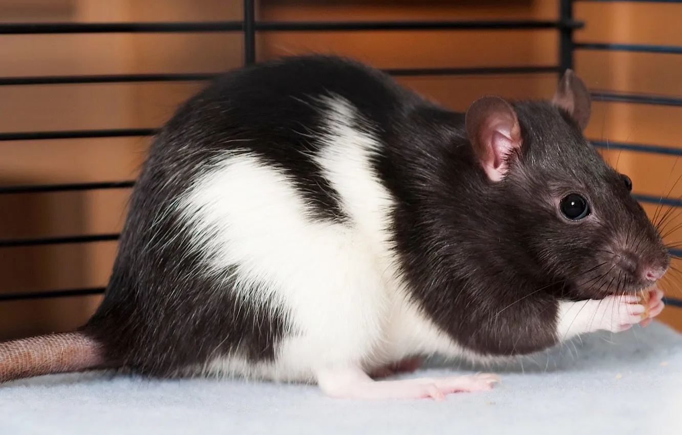 Photo wallpaper animal, cute, rat, decorative