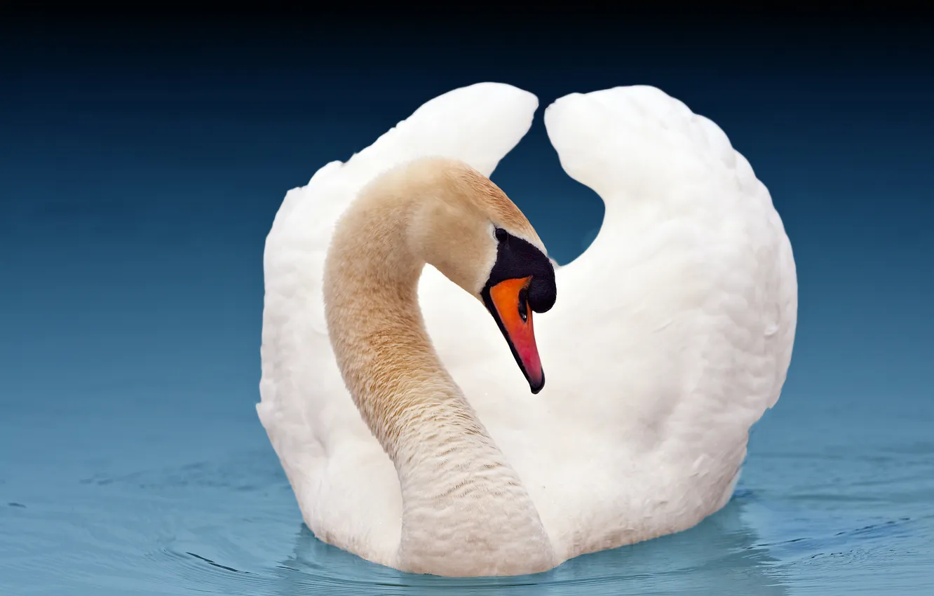 Photo wallpaper water, Swan, handsome