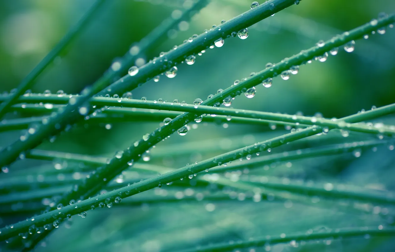 Photo wallpaper grass, Rosa, morning