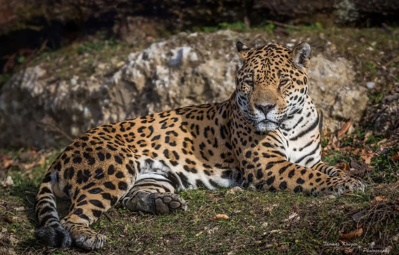 Photo wallpaper stay, predator, lies, Jaguar, wild cat