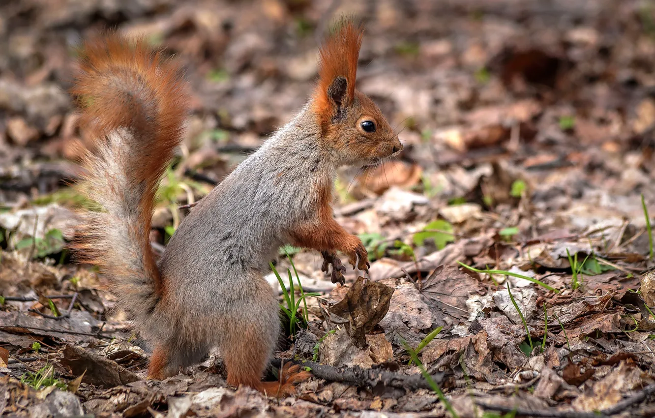 Photo wallpaper protein, pussy, rodent