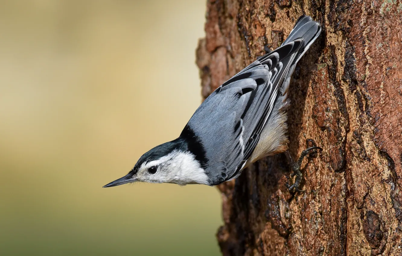 Photo wallpaper trees, bird, bark, nuthatch