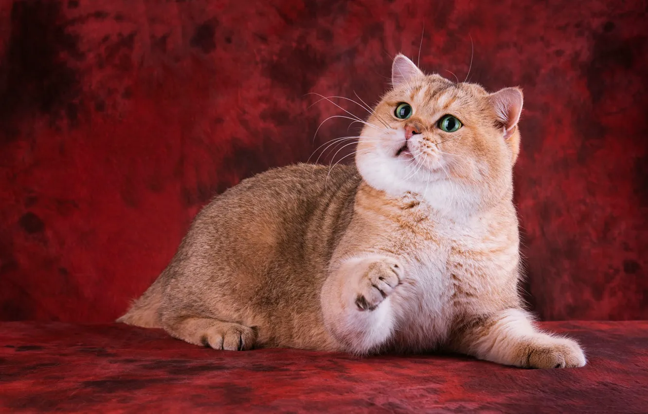 Photo wallpaper cat, cat, look, face, pose, paws, lies, red background