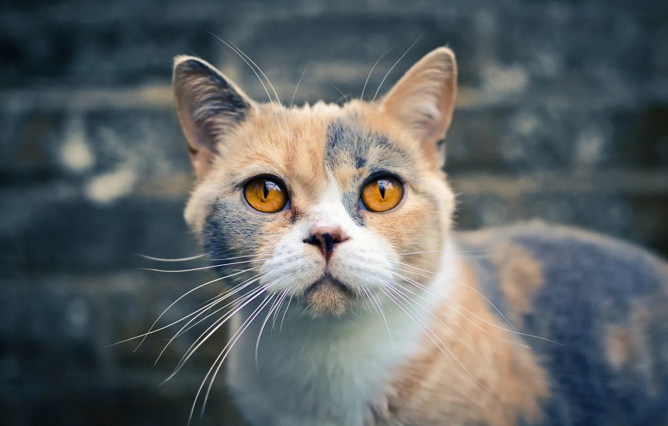 Photo wallpaper cat, yellow eyes, three colors