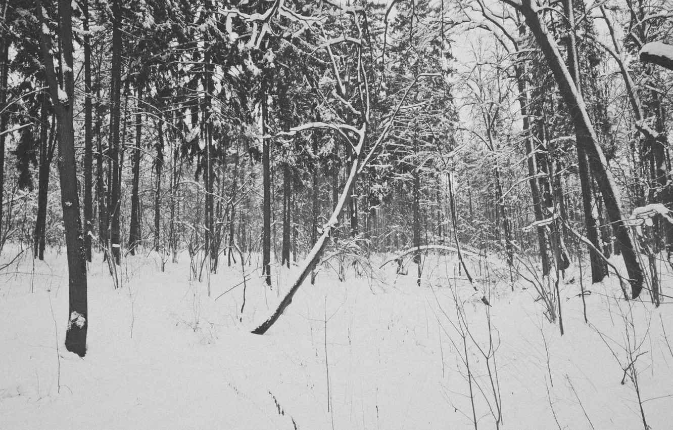 Photo wallpaper winter, forest, snow, trees, Russia, monochrome, monochrome, black and white