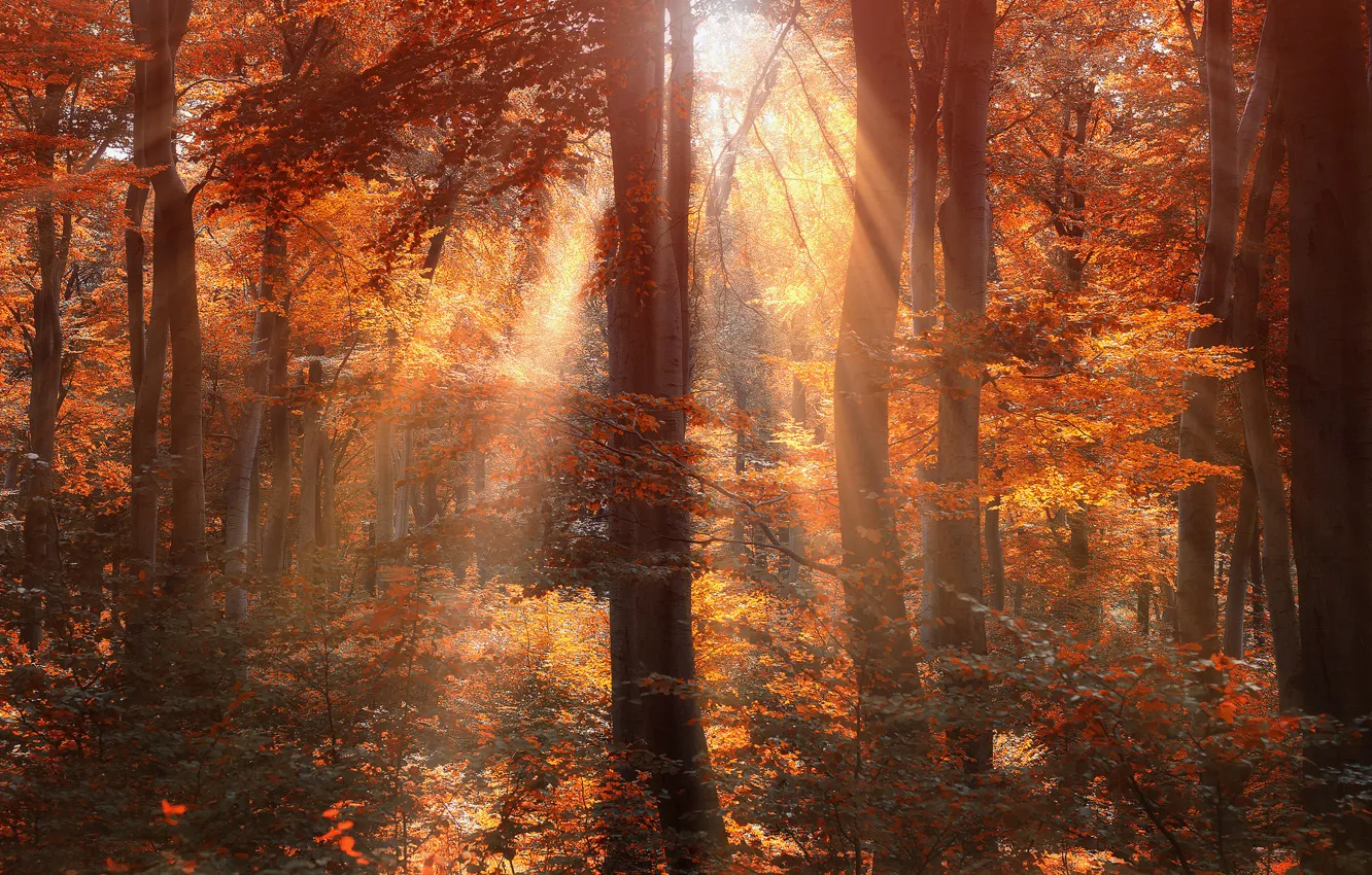 Photo wallpaper autumn, forest, the sun, rays, trees