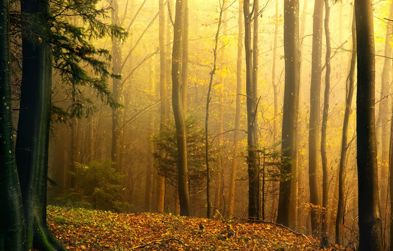 Photo wallpaper autumn, forest, nature