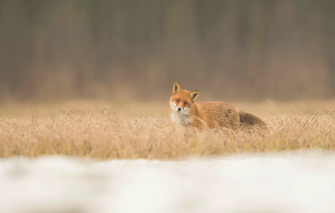 Photo wallpaper field, nature, background, Fox, red, Fox