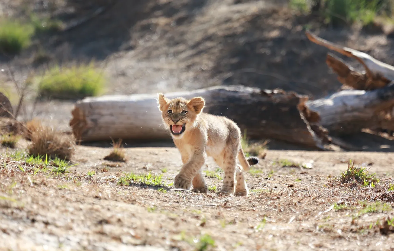 Photo wallpaper predator, small, baby, mouth, cub, wild cat, lion