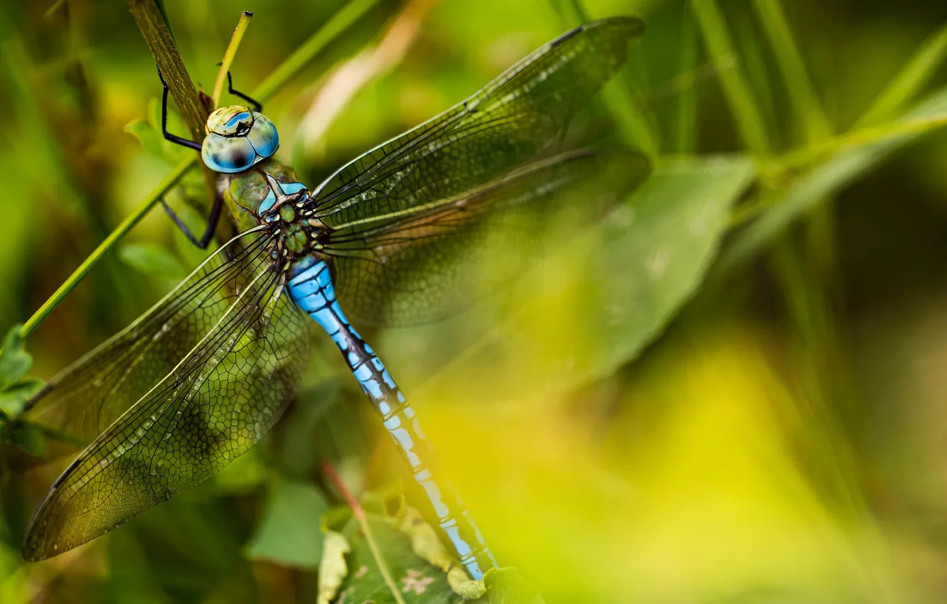 Photo wallpaper leaves, macro, blue, dragonfly, green background, bokeh