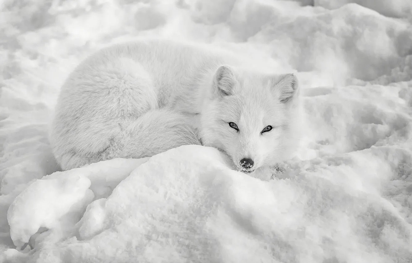 Photo wallpaper winter, look, snow, the snow, white background, lies, monochrome, Fox