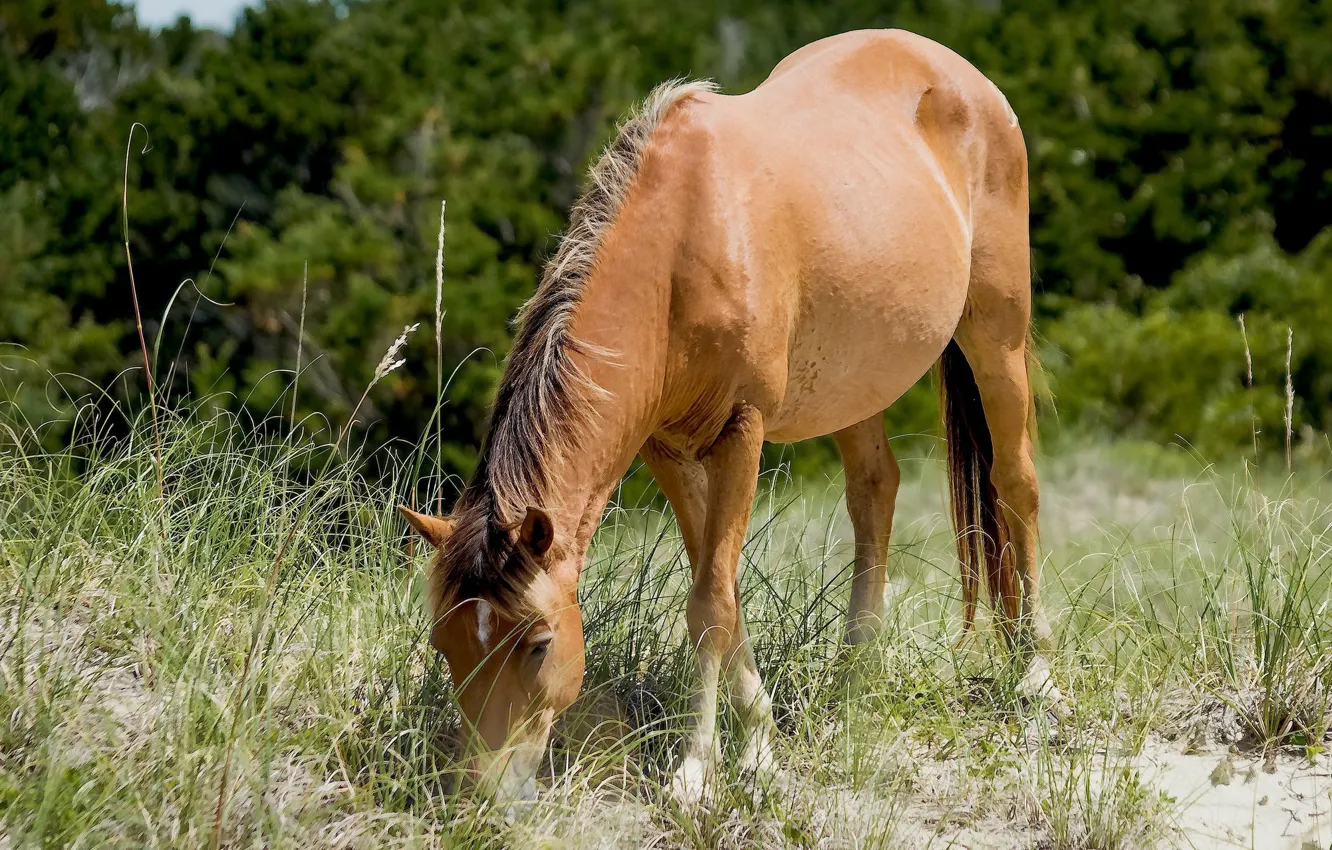 Photo wallpaper nature, horse, tall grass