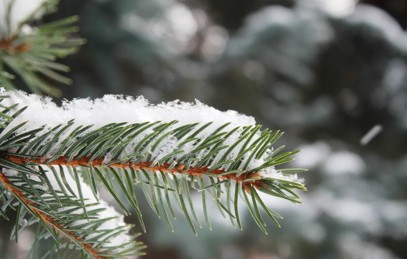 Photo wallpaper snow, branches, tree