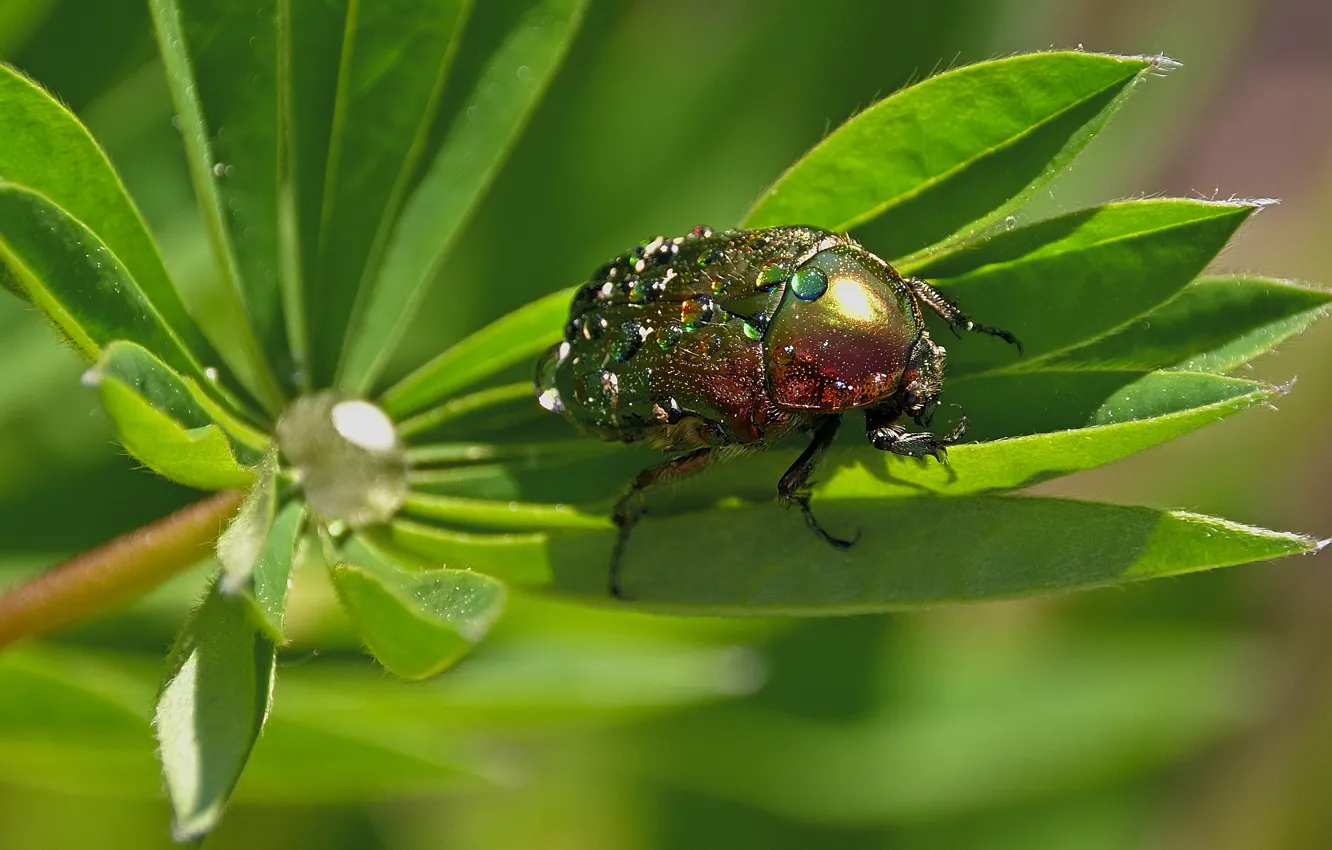 Photo wallpaper leaves, drops, macro, green, beetle, insect, shiny, lupins