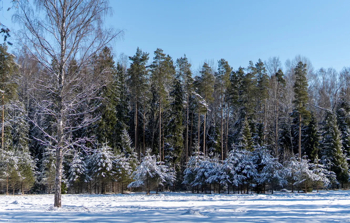 Photo wallpaper winter, the sun, snow, tree, March
