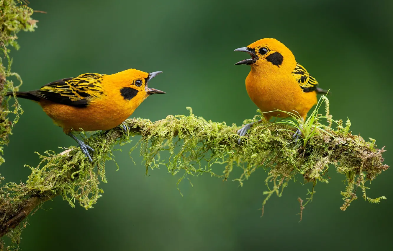 Photo wallpaper birds, background, branch, Golden Tanager