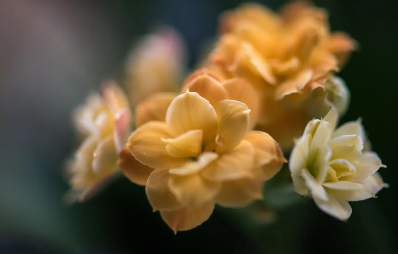 Photo wallpaper flowers, nature, background