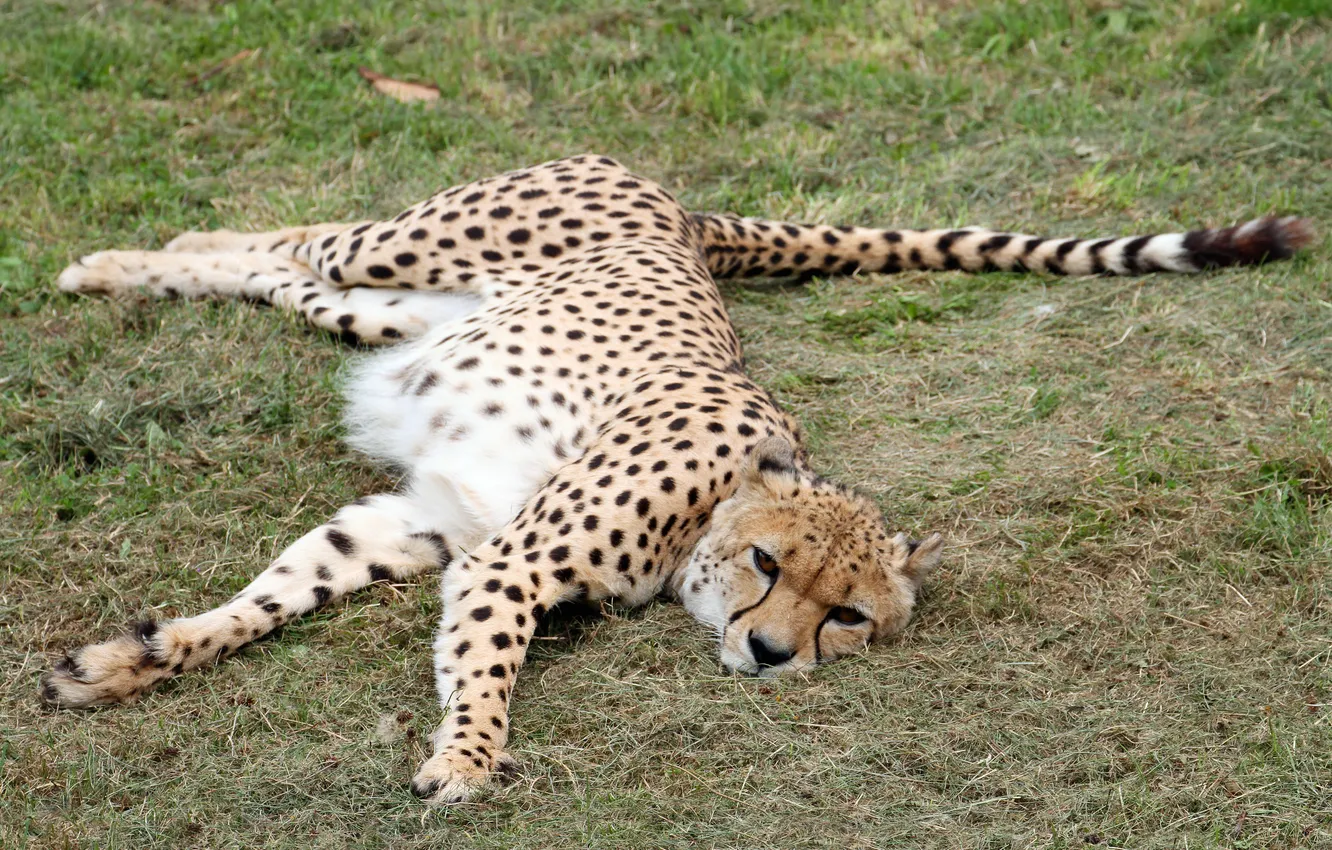 Photo wallpaper cat, stay, Cheetah