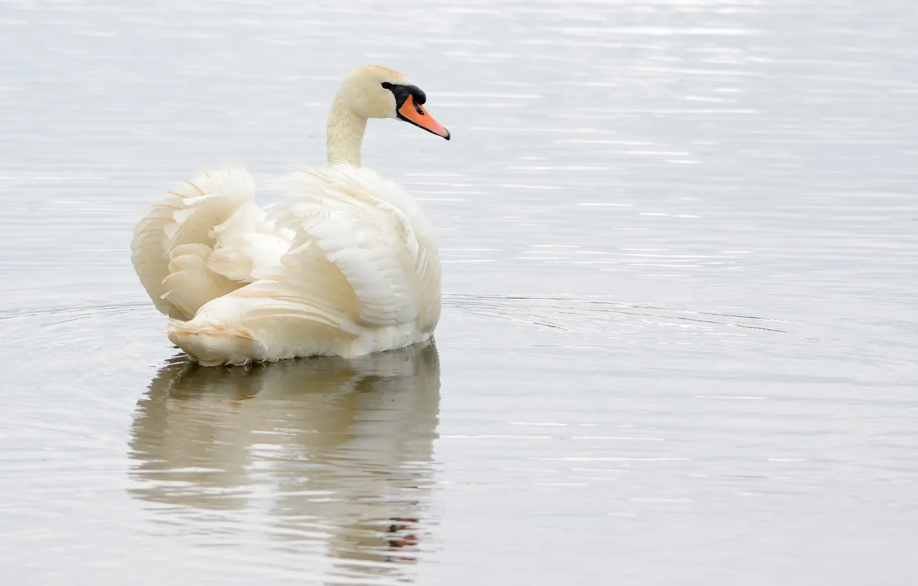 Photo wallpaper white, ruffle, grace, swans, pond