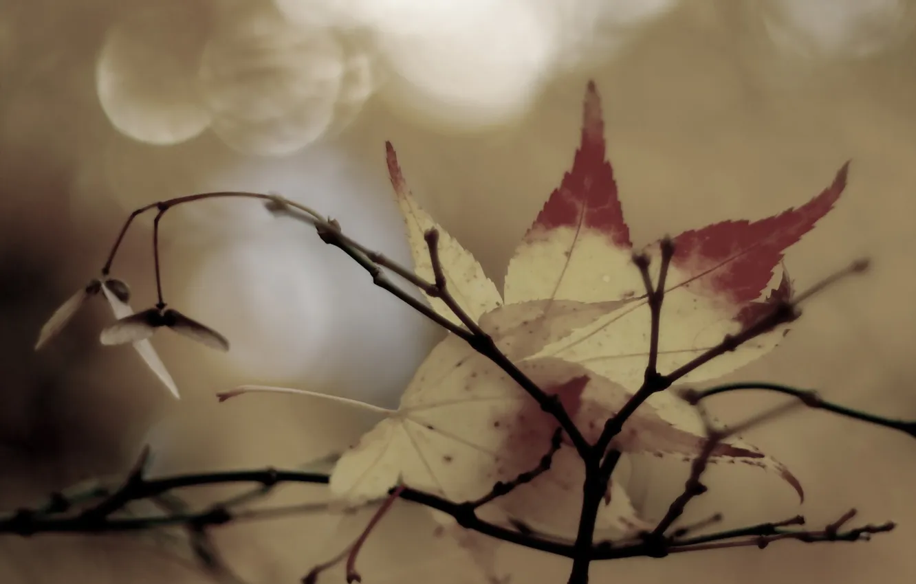 Photo wallpaper autumn, leaves, nature, background
