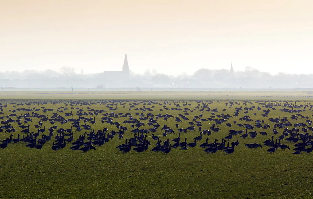 Photo wallpaper field, nature, fog, bird