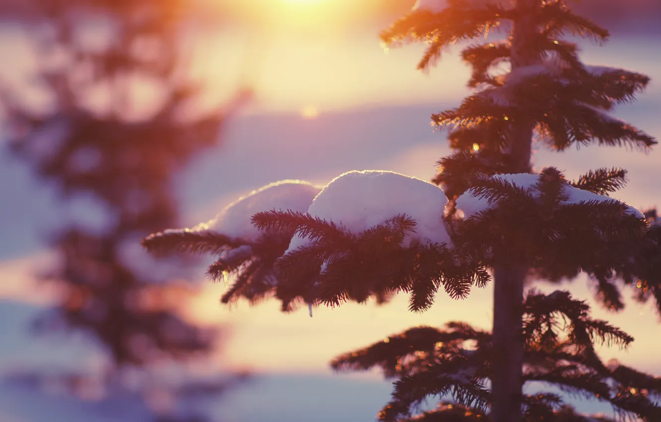 Photo wallpaper winter, light, snow, nature, tree