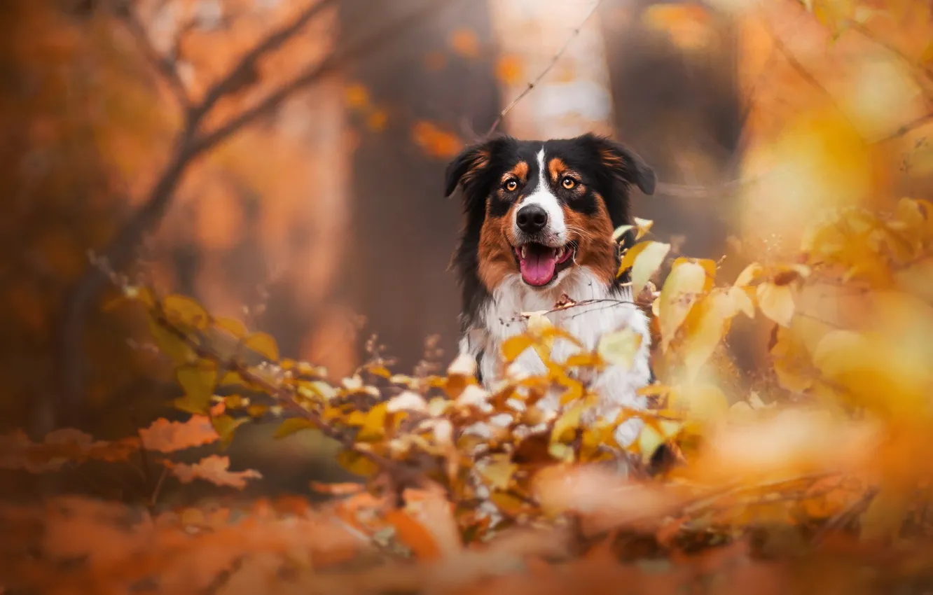 Photo wallpaper autumn, look, each, dog