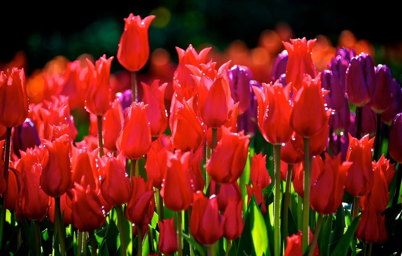 Photo wallpaper drops, tulips, buds