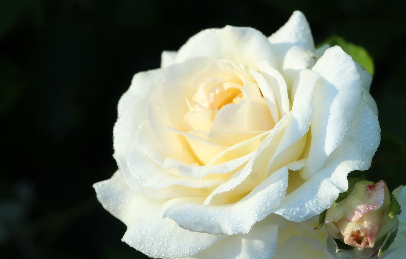 Photo wallpaper rose, flower, blooming