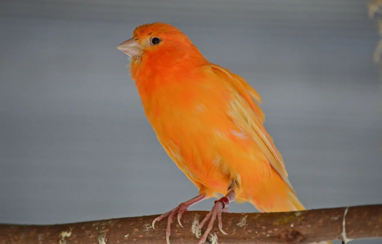 Photo wallpaper bird, color, feathers, beak, Canary