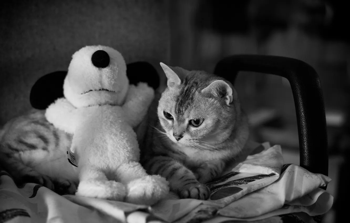 Photo wallpaper cat, cat, look, pose, face
