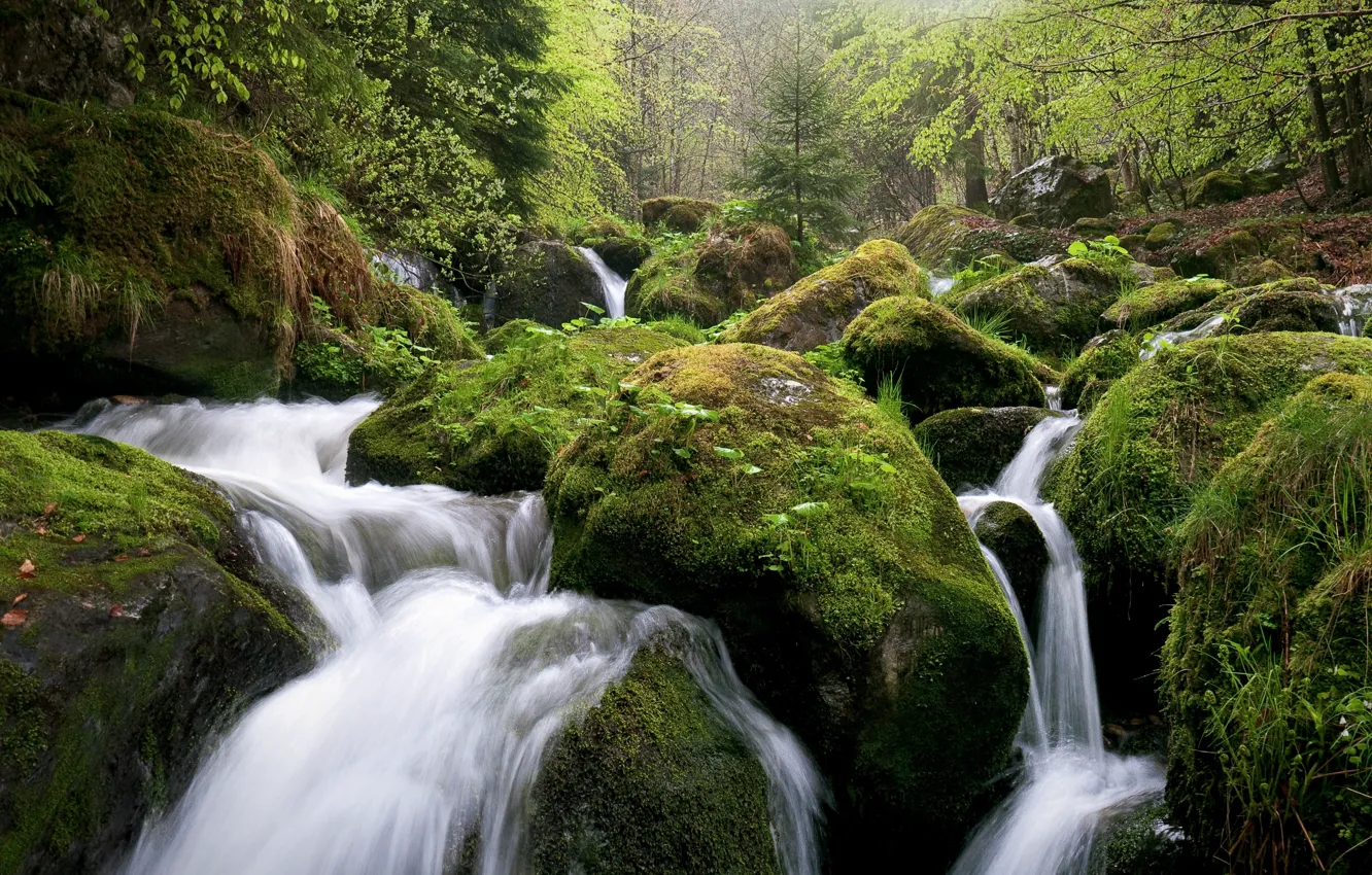 Photo wallpaper forest, landscape, river, stones, moss, stream, slope, thresholds