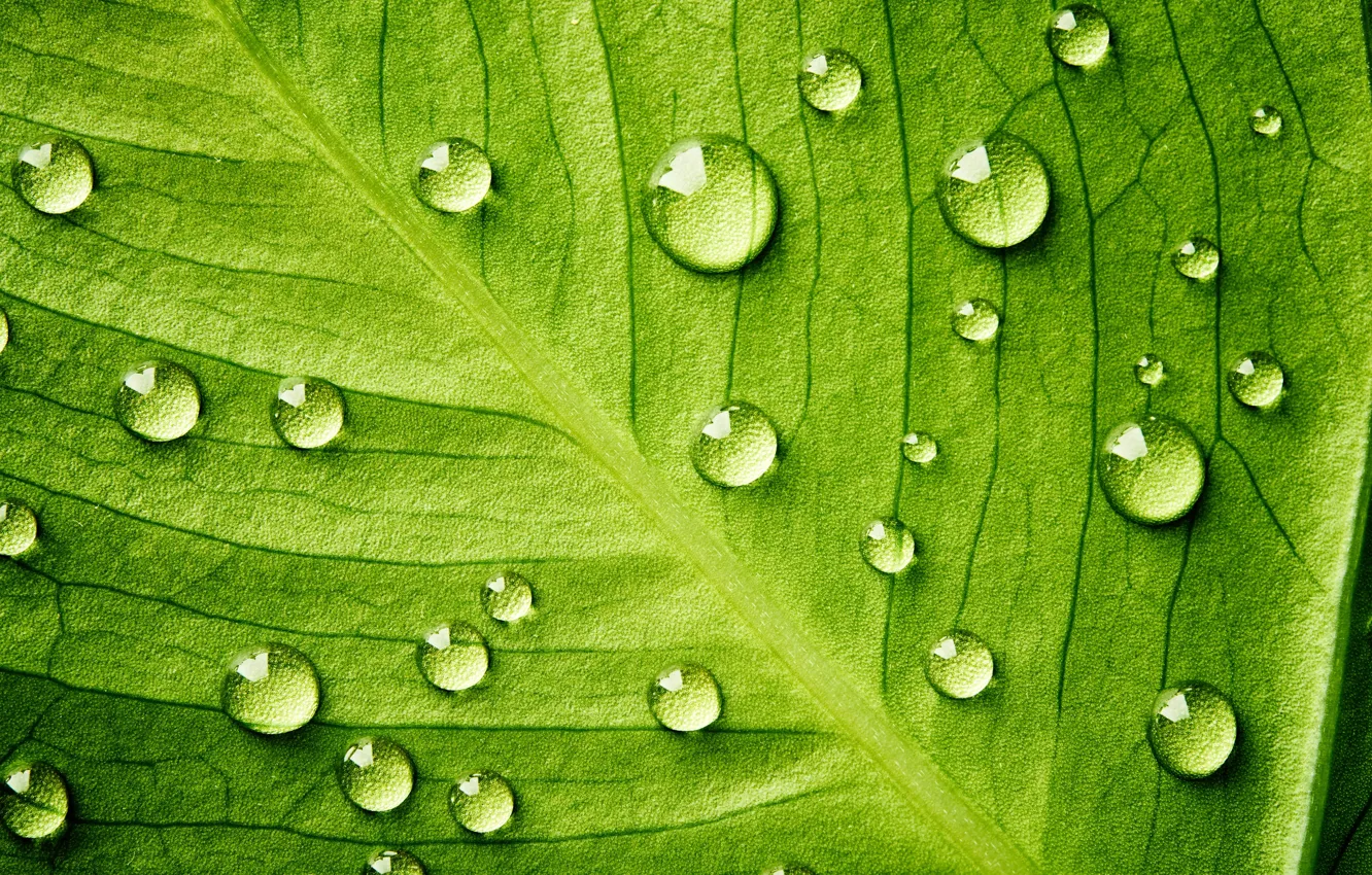 Photo wallpaper Life, water, pattern, leaf, plant