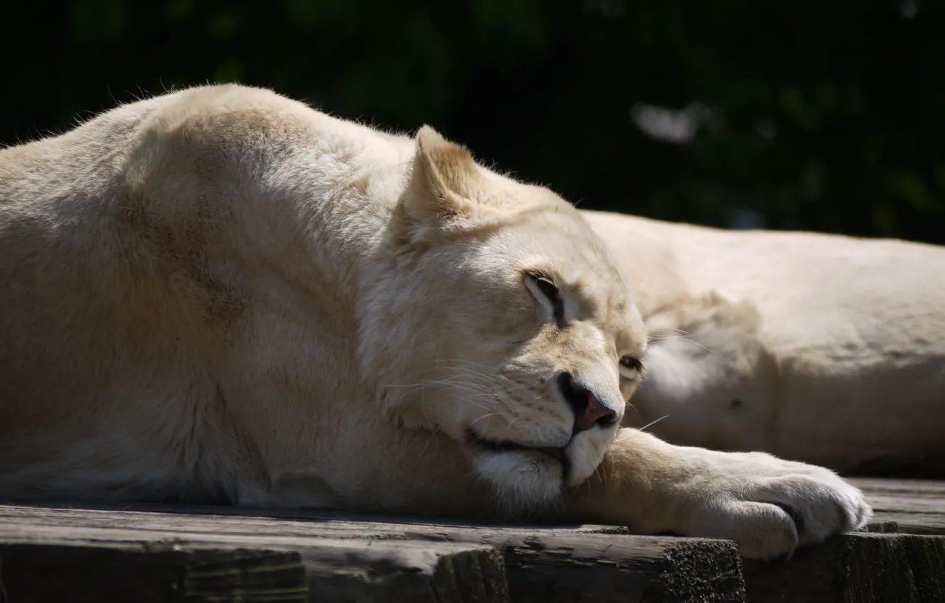 Photo wallpaper cat, white, stay, sleep, lioness