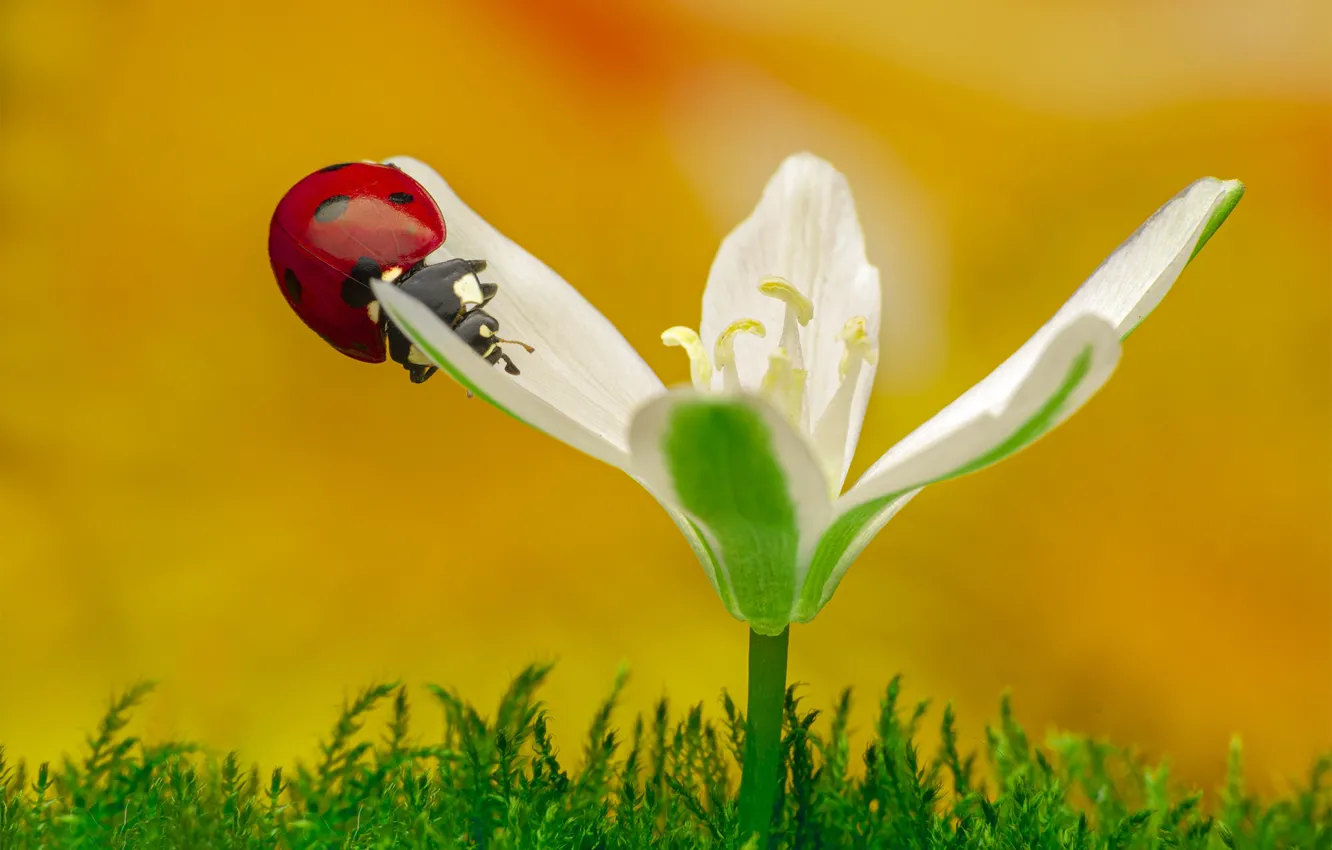Photo wallpaper white, macro, flowers, ladybug, moss, beetle, crocuses, yellow background