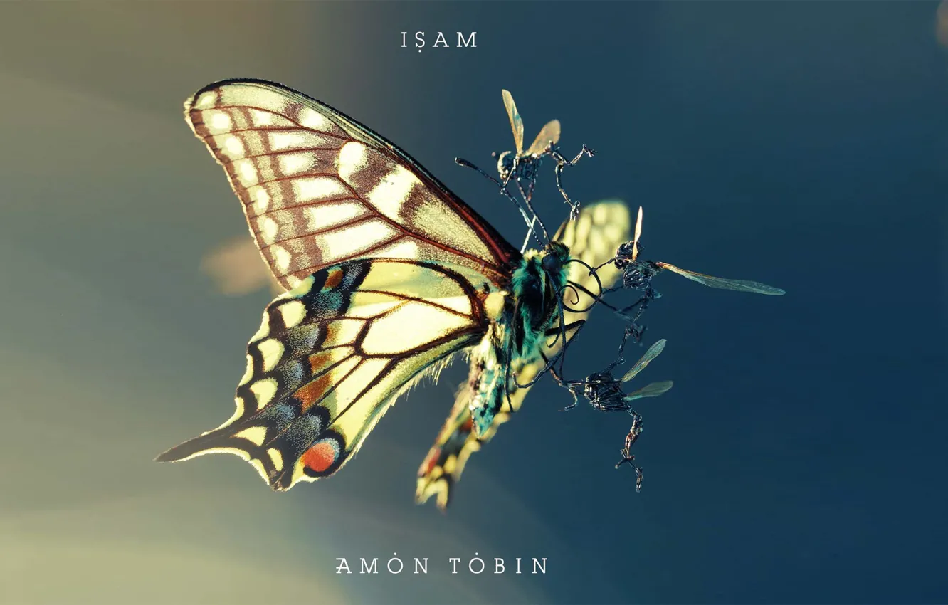 Photo wallpaper insects, fight, moth, amon tobin