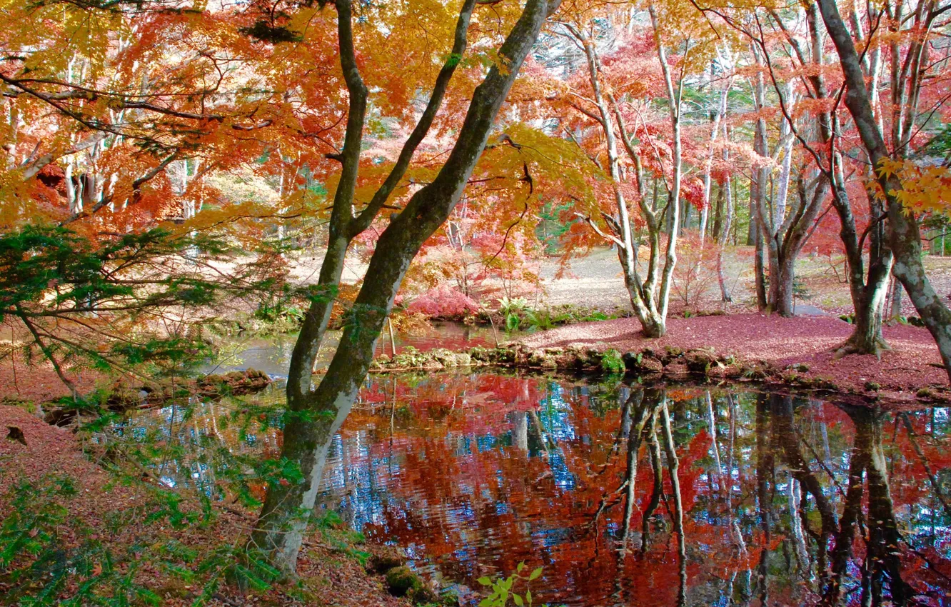 Photo wallpaper autumn, leaves, trees, pond, Park, garden